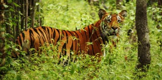 पर्यटन प्रवद्र्धन अभियानमा बाँके निकुञ्ज