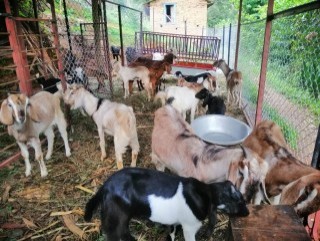 व्यावसायिक पशुपालनले विदेशको भन्दा दोब्बर कमाइ