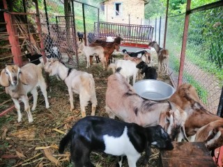 व्यावसायिक पशुपालनले विदेशको भन्दा दोब्बर कमाइ