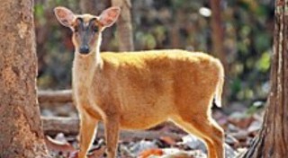 लोप हुन लागेको रतुवा मृग पोखराको रानीवनमा हेर्न पाइने