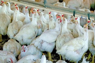  बर्डफ्लु पुष्टि भएसँगै ५३५ वटा टर्की, ४९२ कुखुरा नष्ट