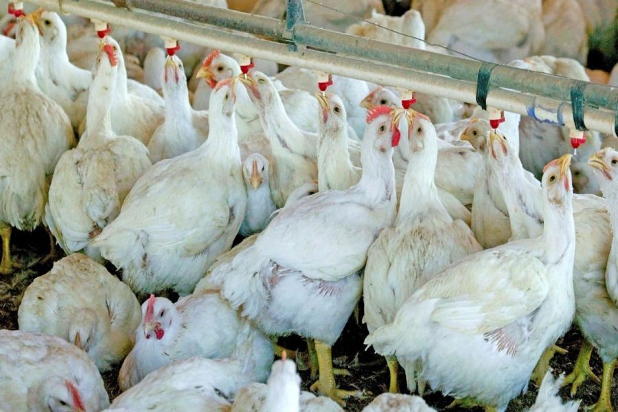 १० जिल्लामा फैलियो बर्डफ्लु, नियन्त्रणका लागि रकम र जनशक्ति अभाव