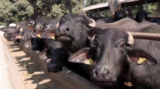 भ्यागुते रोगका कारण धमाधम भैँसी मर्न थाले
