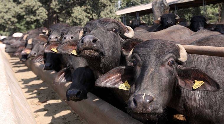 भ्यागुते रोगका कारण धमाधम भैँसी मर्न थाले