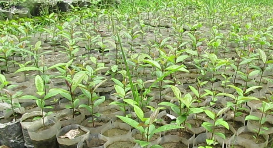 जडीबुटी तथा फलफूलका १ लाख ५० हजार बिरुवा निःशुल्क वितरण गरिने