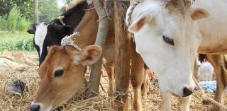 स्थानीय जातका गाईको गहुँतले कालो ढुसीबाट बचाउने