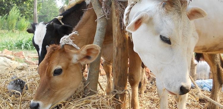 स्थानीय जातका गाईको गहुँतले कालो ढुसीबाट बचाउने