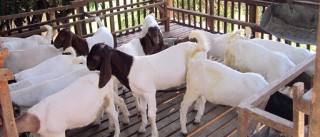 अनुदान पाएपछि किसान व्यावसायिक बाख्रापालनतर्फ उन्मुख