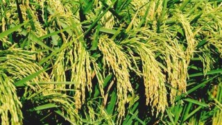 धान उत्पादन ८.७४ प्रतिशतले घट्यो, विगत ५ वर्ष यताकै कम उत्पादन