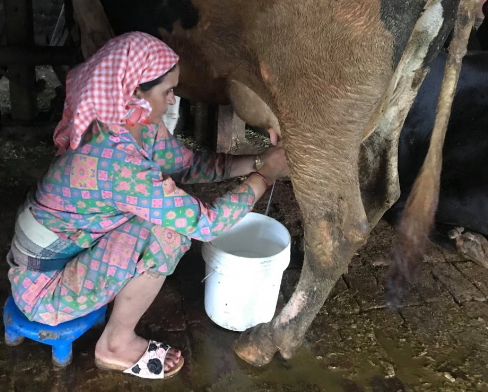 डीडीसीले अझै तिरेन किसानको ६ अर्ब दूधको पैसा, संघर्ष गर्ने किसानको चेतावनी