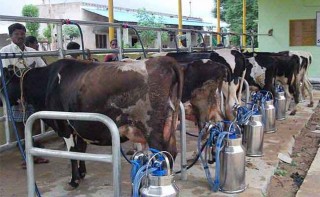 भरतपुर महानगरले दियो किसानलाई दूध दुहुने र घाँस काट्ने मेसिन 