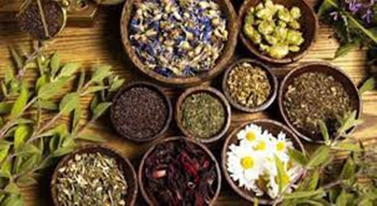 जडिबुटी पकेट क्षेत्र बन्दै दाङका पहाडी क्षेत्र