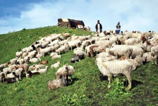 दसैँका लागि ल्याएका भेडाच्याङ्ग्रा तिहारमा पनि विकेनन्