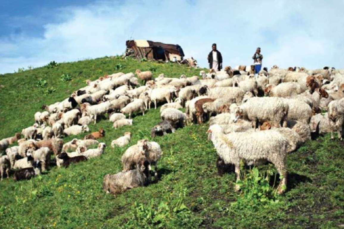 दसैँका लागि ल्याएका भेडाच्याङ्ग्रा तिहारमा पनि विकेनन्