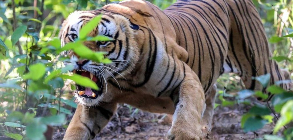 चितवन र पर्सामा एकैसाथ बाघ गणना गरिँदै