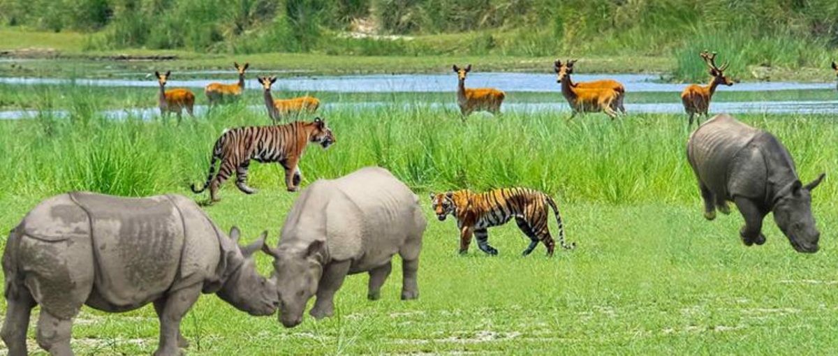 बर्दिया निकुञ्ज पर्यटकका लागि खुला स्वास्थ्य मापदण्ड अनिवार्य