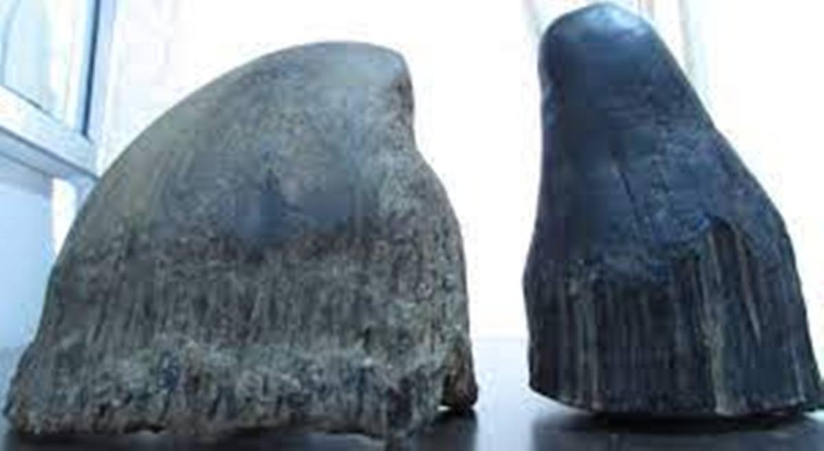 गैंडाको खाग सहित ललितपुरका एक जना पक्राउ
