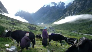 नेपालमा प्रतिव्यक्ति ७५ लिटर मात्र दूध खपत, आवश्यकता ९२ लिटर
