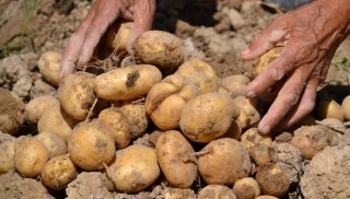 आलुबाट तेब्बर आम्दानी गर्दै डडेल्धुराका किसान
