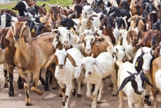 दसैँका लागि तनहुँमा रु तीन करोडको खसीबोका बिक्री