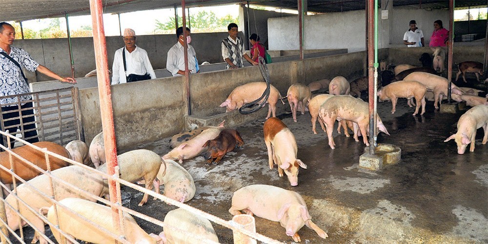 माछा र बङ्गुरपालन गरी आत्मनिर्भर