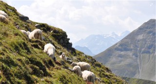 सवारीसाधनसँग तर्सिएर ३१ भेडाबाख्रा भीरबाट लडे, ११ वटाको मृत्यु
