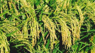 धान उत्पादन ५ वर्ष यताकै कम, कुन प्रदेशमा कति उत्पादन ?