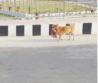 दर्दनाक दृष्य