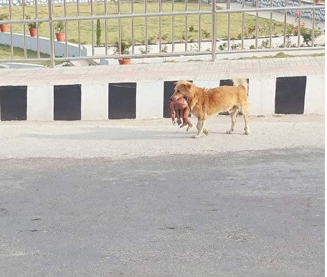 दर्दनाक दृष्य