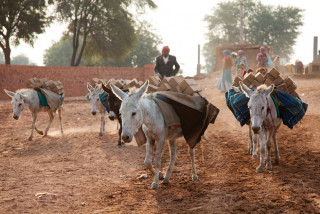 विश्व गधा दिवस मनाइँदै, लोप हुने अवस्थामा गधा