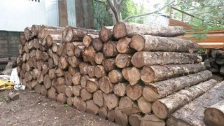 विदेशी फर्निचर आयात घटाउन सरकारले लियो साहसिक निर्णय