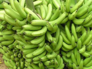 करोडौँ लगानीमा निर्माण भएको केरा पकाउने च्याम्बर बन्द