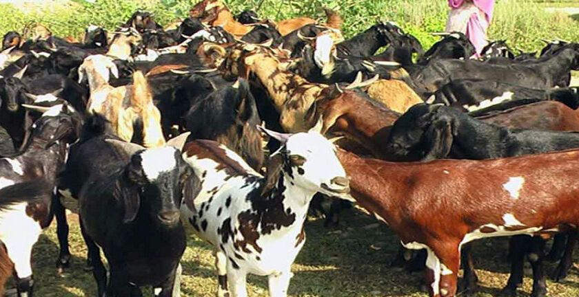 खसीबोका बिक्री आजदेखि खुुला
