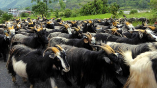 मुस्ताङबाट करिब ६ हजार च्याङ्ग्रा निकासी, २३ करोड आम्दानी