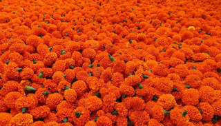 तिहारका लागि फूल र मालाको मूल्य निर्धारण, सयपत्री फूलको माला प्रतिगोटा कति ?