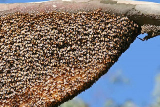 सिङ्गुसले टोकेर तनहुँमा एकको मृत्यु, ६ घाइते