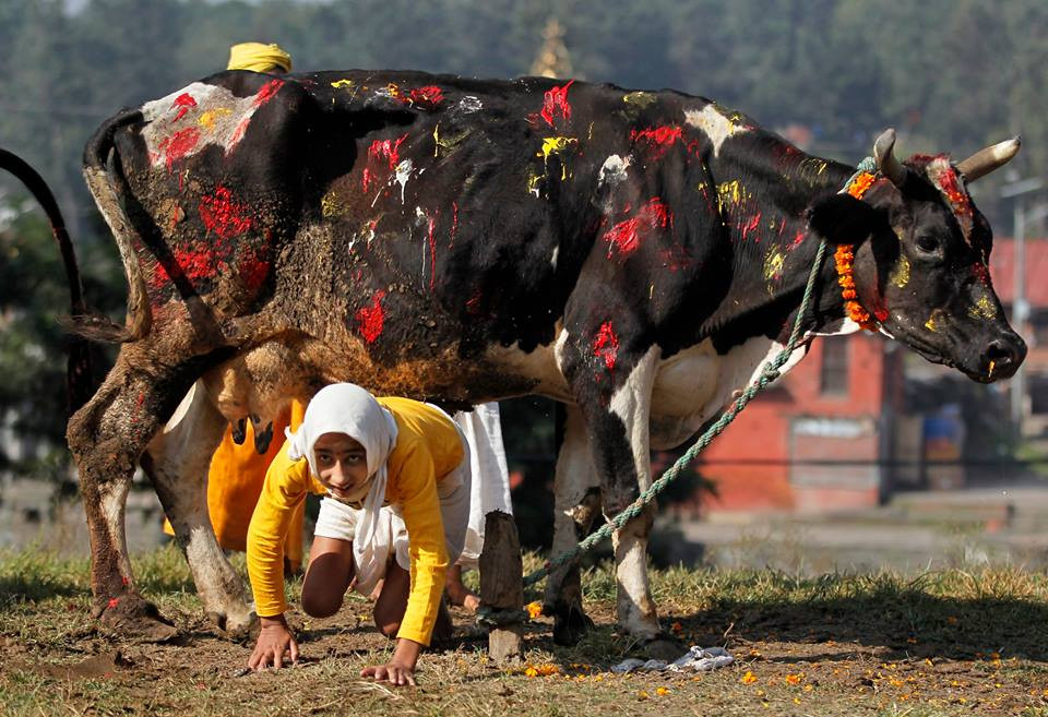आज गाई पूजा, यस्तो छ गाईको महत्व