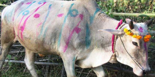 आज गोवर्द्धन पूजा, गोरु, बलि र हली पूजा गरिँदै