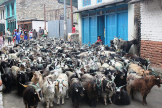 तिहारलाई भित्रिए मुस्ताङका च्याङ्ग्रा, कति पर्छ मूल्य ?