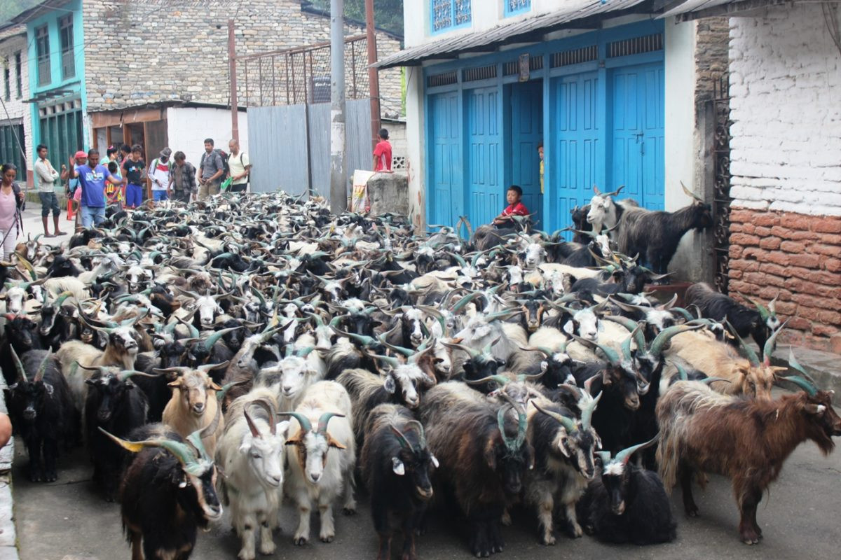 तिहारलाई भित्रिए मुस्ताङका च्याङ्ग्रा, कति पर्छ मूल्य ?