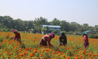 शिक्षण पेसा छाडेर फूल खेती, मनग्य आम्दानी