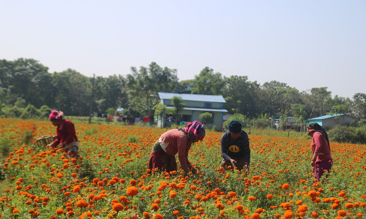 शिक्षण पेसा छाडेर फूल खेती, मनग्य आम्दानी