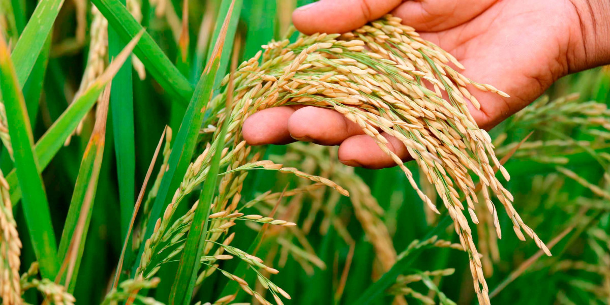झापामा तीन लाख ५४ हजार मेट्रिकटन धान उत्पादन