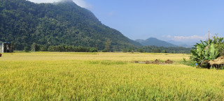 धान पकेट क्षेत्रकै बासिन्दा आयातित चामलमा निर्भर