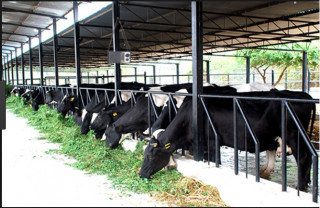 काठमाडौंमै गाई र भैँसीपालनबाट मासिक १० लाख आम्दानी