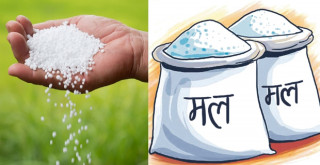 सरकारले घटायो रासायनिक मलमा दिँदै आएको अनुदान, अब कति पर्छ ?
