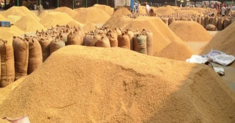 खाद्य कम्पनीले लक्ष्य अनुसार धान खरिद गर्न नसक्ने