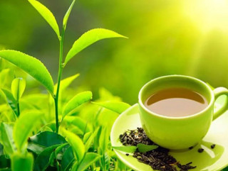 चिया निर्यातबाट ३ करोड विदेशी मुद्रा आर्जन