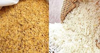 भारतले ‘कोटा सिस्टम’ हटाउँदा पनि ५० प्रतिशतले घट्यो नेपालमा धानचामल आयात