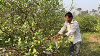 कागती खेतीबाट २० लाख रुपैयाँ आम्दानी